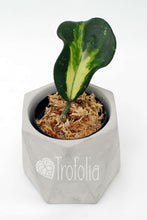Load image into Gallery viewer, Hoya Obovata Variegata (multiple sizes) - Trofolia