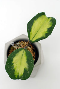 Hoya Obovata Variegata (multiple sizes) - Trofolia