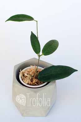 Hoya Patella (Pink) - Trofolia
