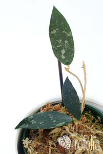 Hoya Phuwuaensis - Trofolia