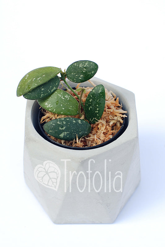 Hoya SP VL9 - Trofolia