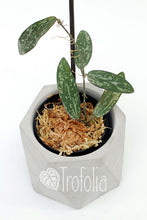 Load image into Gallery viewer, Hoya Sigillatis (multiple sizes) - Trofolia