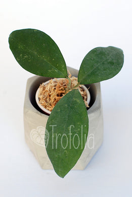 Hoya UT049 - Trofolia