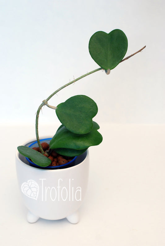 Hoya Kerrii - Trofolia