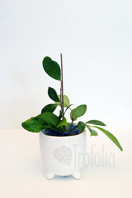 Hoya Obscura - Trofolia