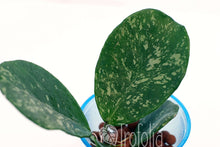 Load image into Gallery viewer, Hoya Obovata Spotted - Trofolia
