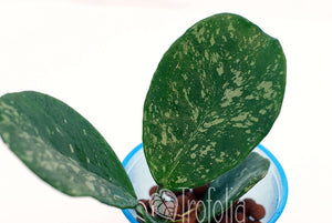 Hoya Obovata Spotted - Trofolia