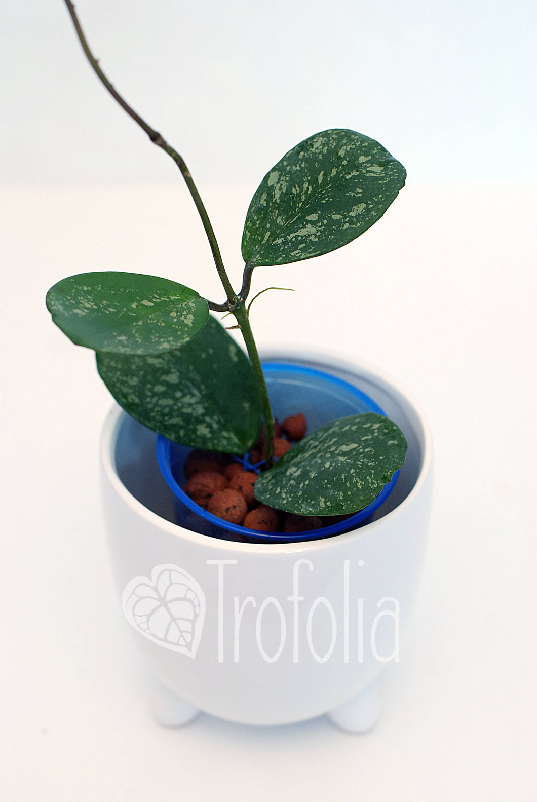 Hoya Obovata Spotted - Trofolia