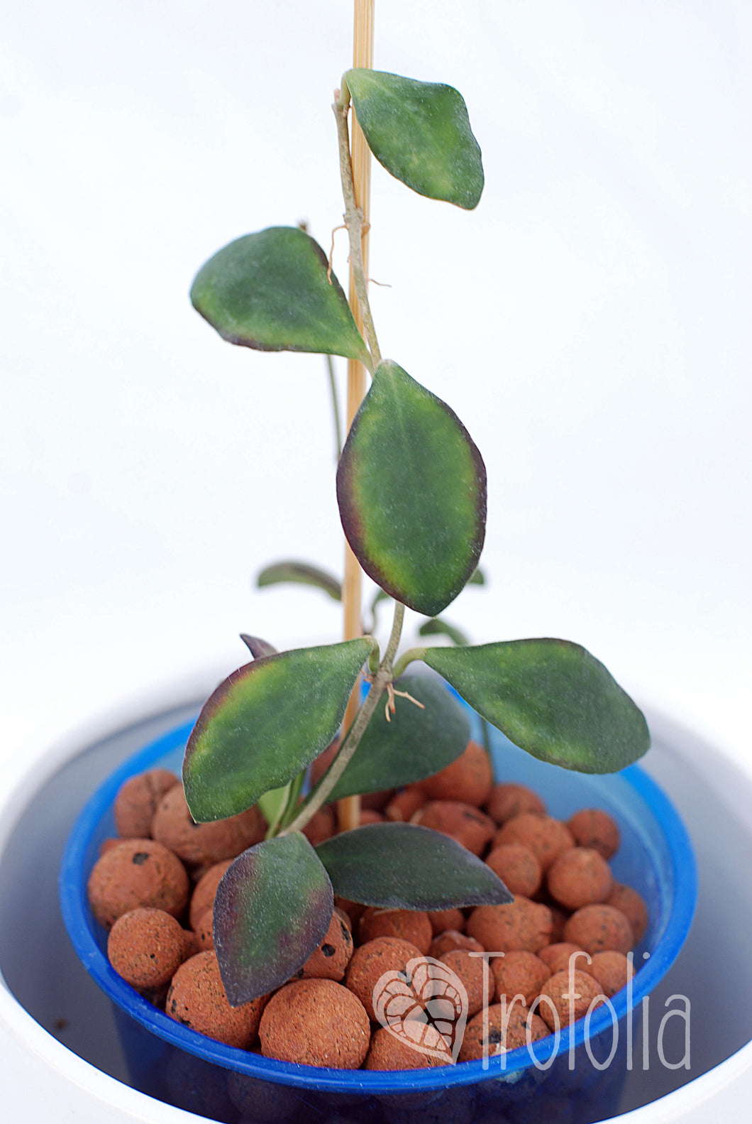 Hoya  sp. aff. Burtoniae (smooth) - Trofolia