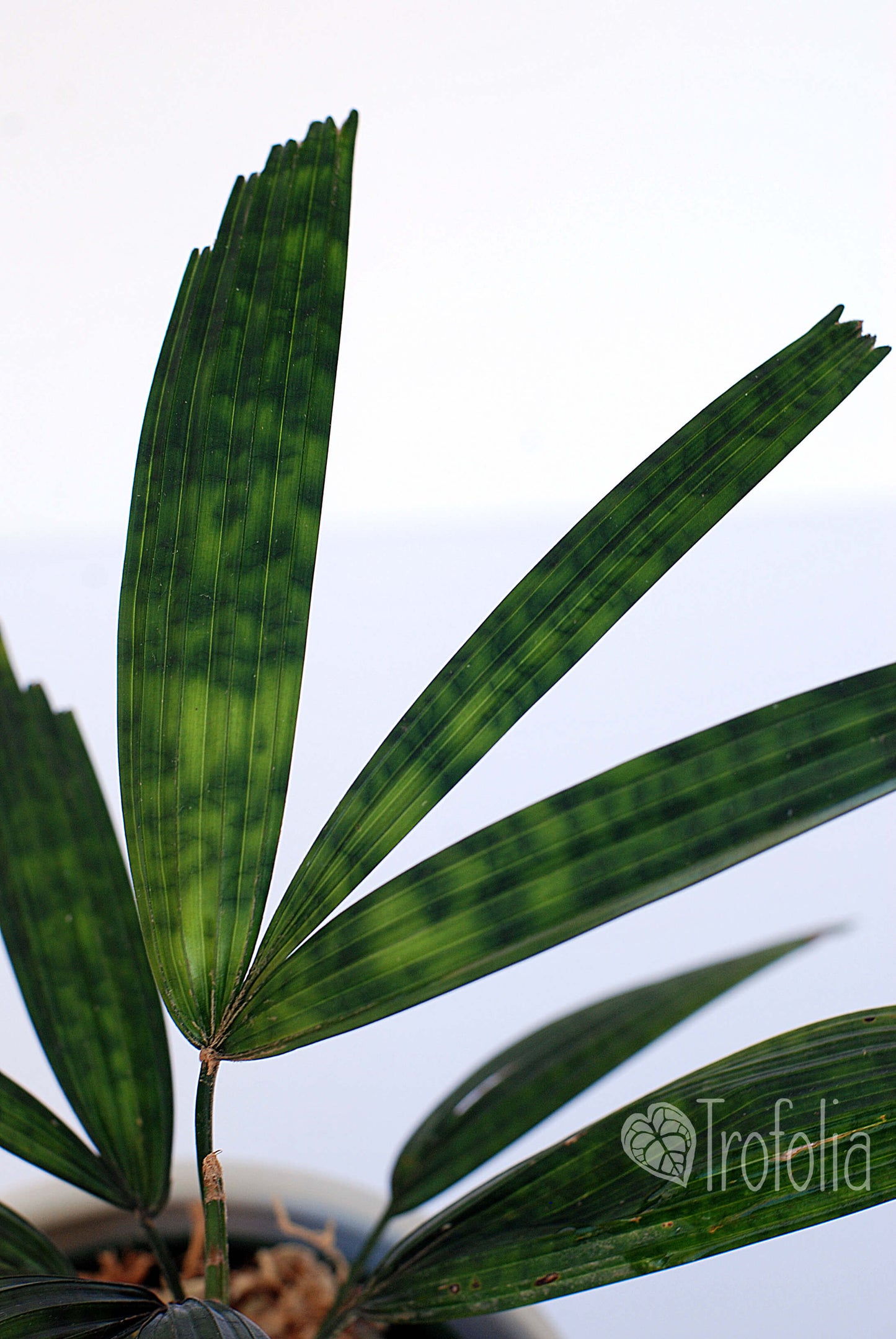 Licuala Mattanensis 'Mapu' - Trofolia