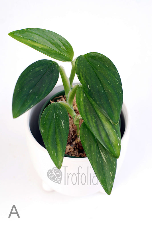 Monstera Standleyana Albovariegata (multiple sizes) - Trofolia