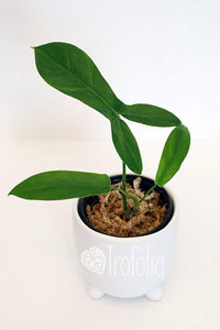 Philodendron 69686 - Trofolia