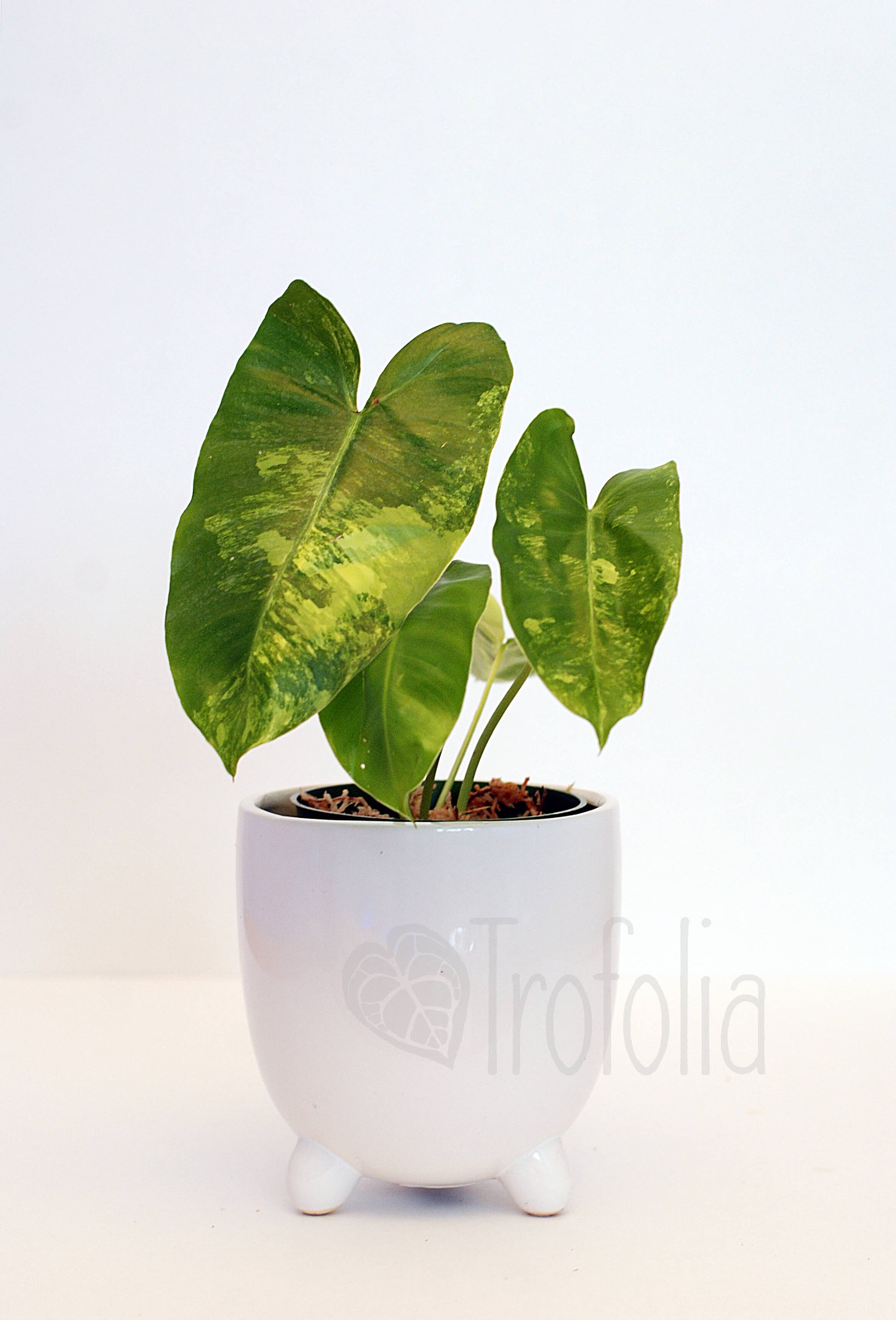 Philodendron Burle Marx Albovariegata - Trofolia