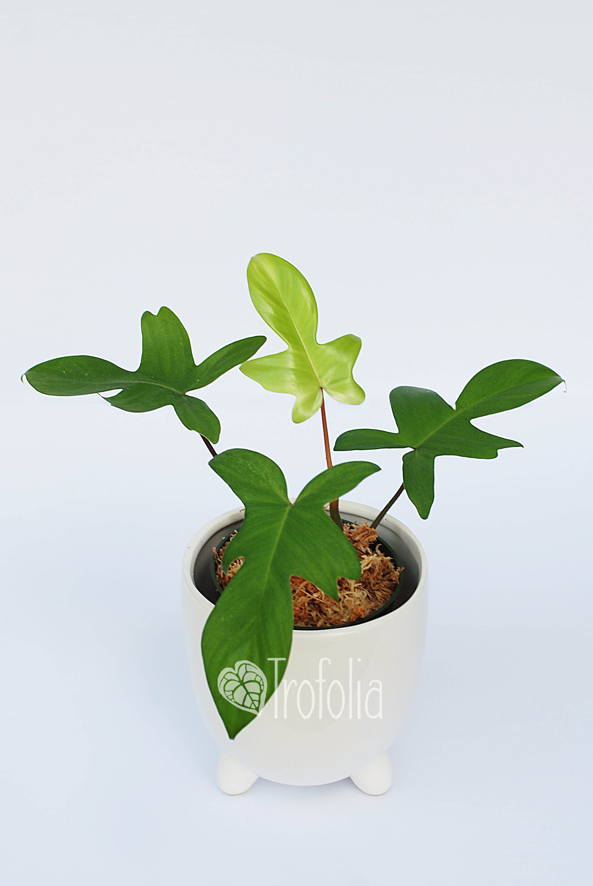 Philodendron Florida Ghost (multiple sizes) - Trofolia