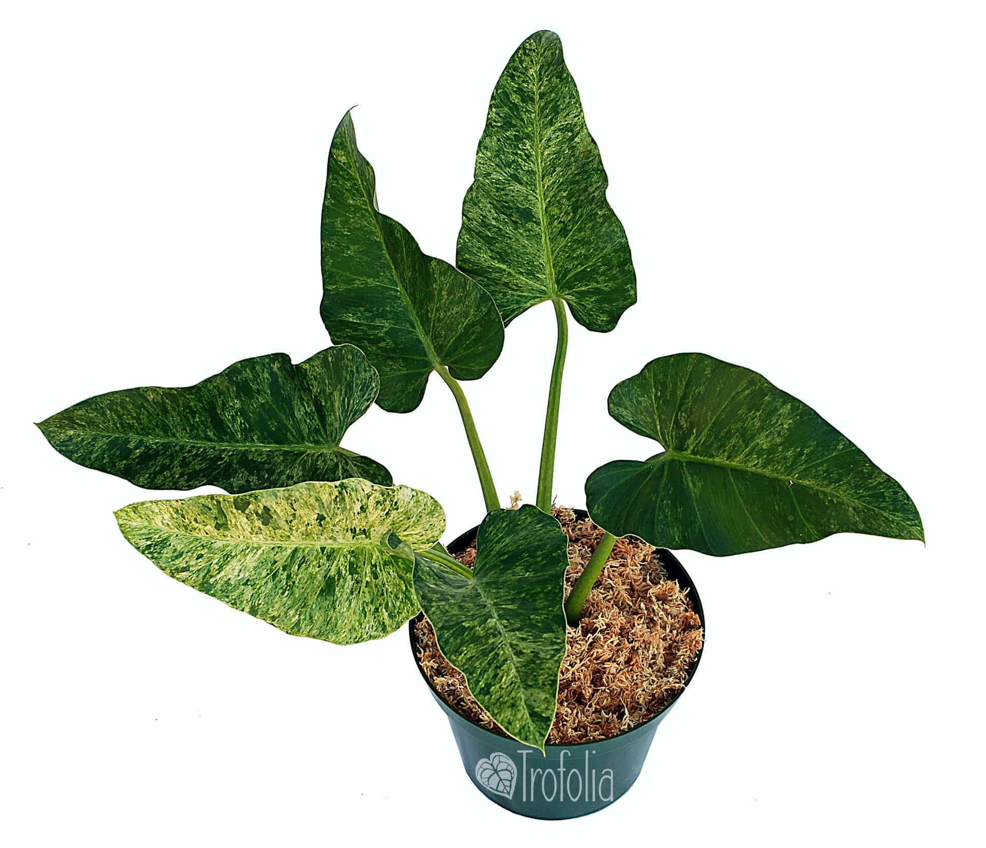 philodendron giganteum moss pole Philodendron Giganteum Variegata 'Blizzard' 6 (X-large) – Trofolia