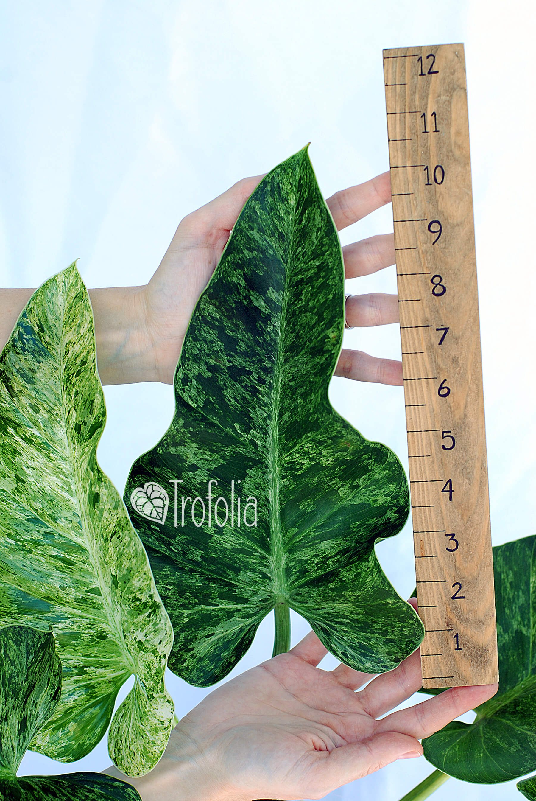 Philodendron Giganteum Variegata 'Blizzard' 6 (X-large) - Trofolia