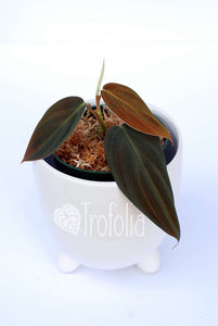 Philodendron Gigas - Trofolia