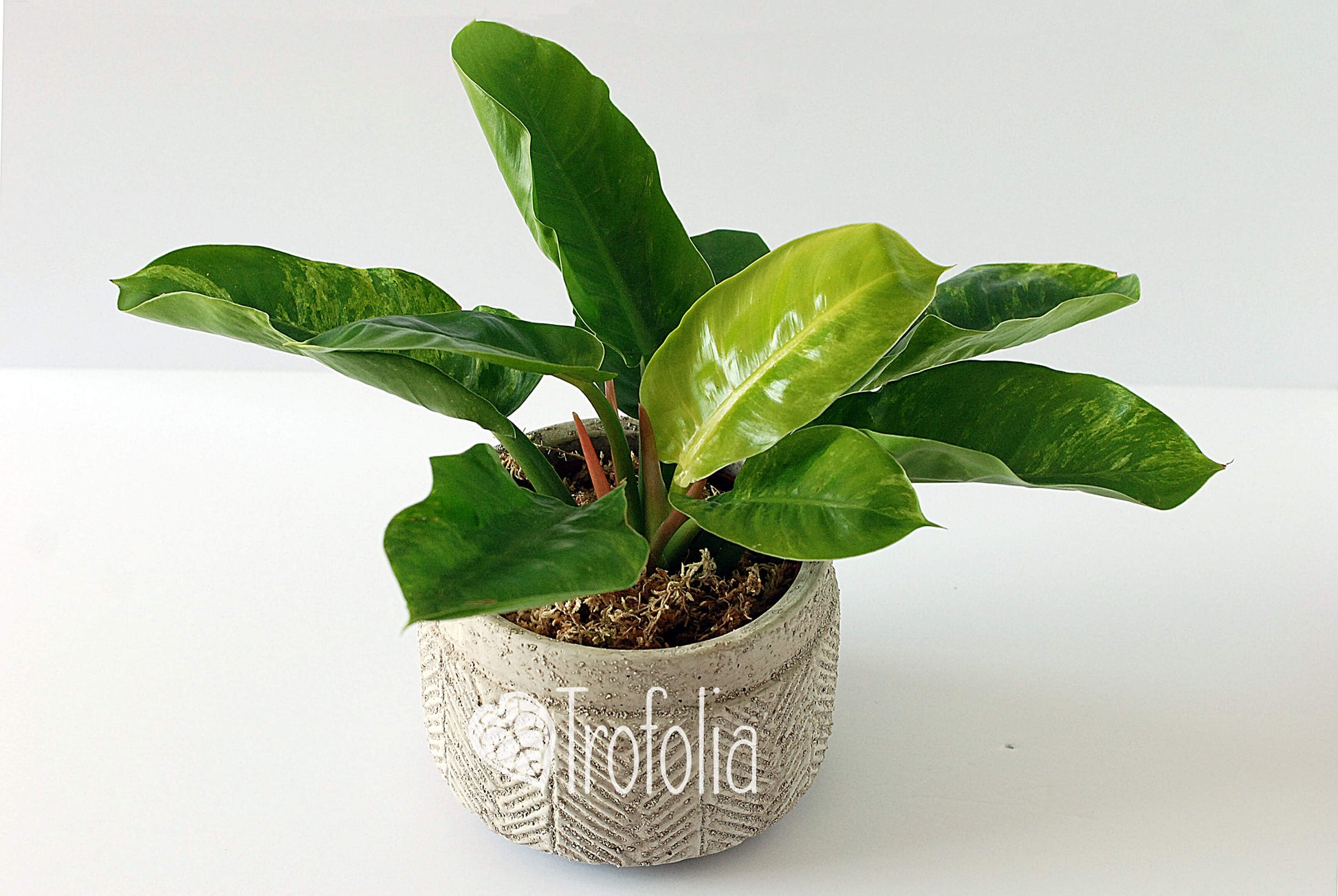 Philodendron Moonlight Variegata - Trofolia