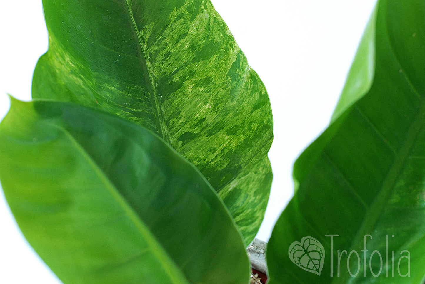 Philodendron Moonlight Variegata - Trofolia