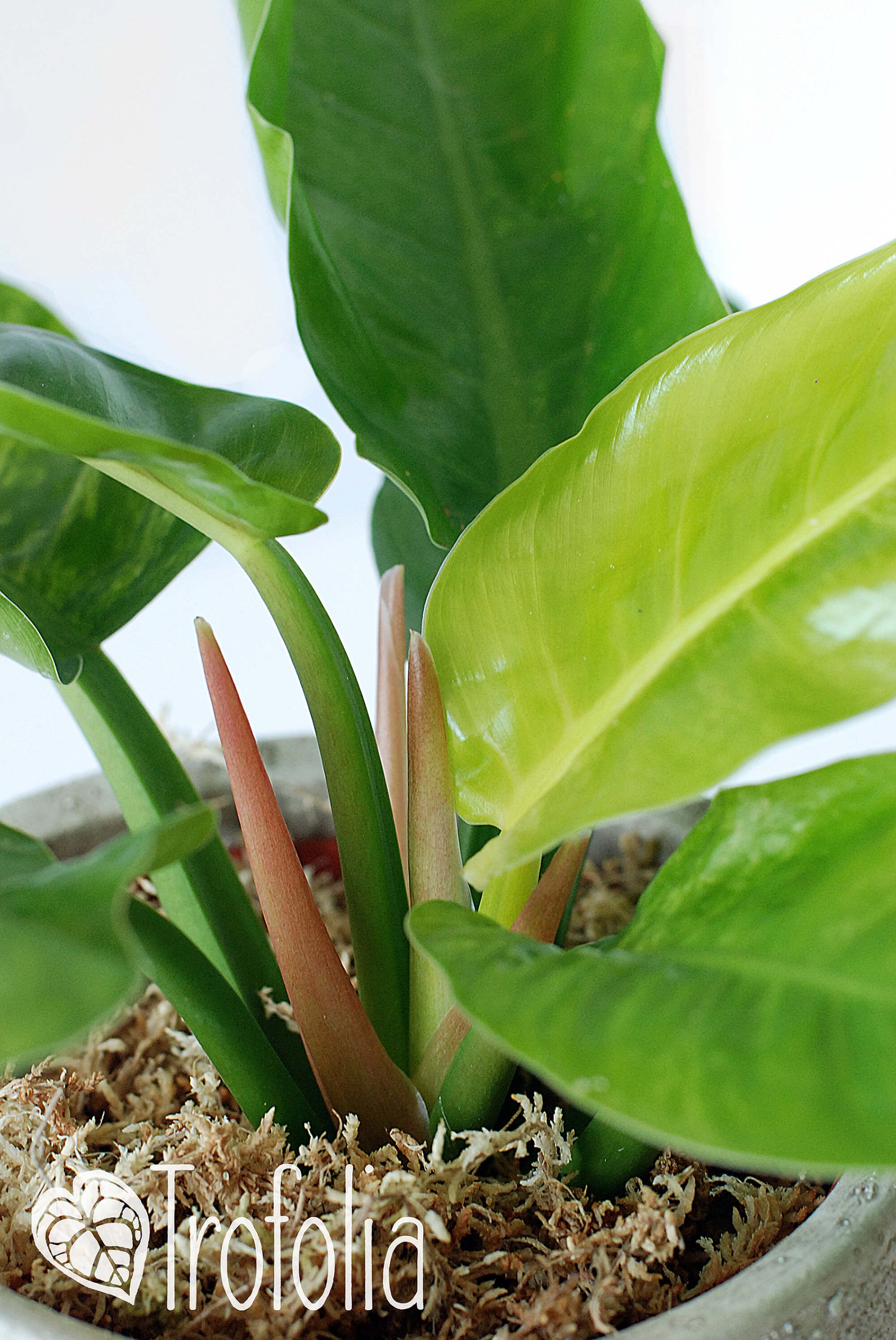 Philodendron Moonlight Variegata - Trofolia