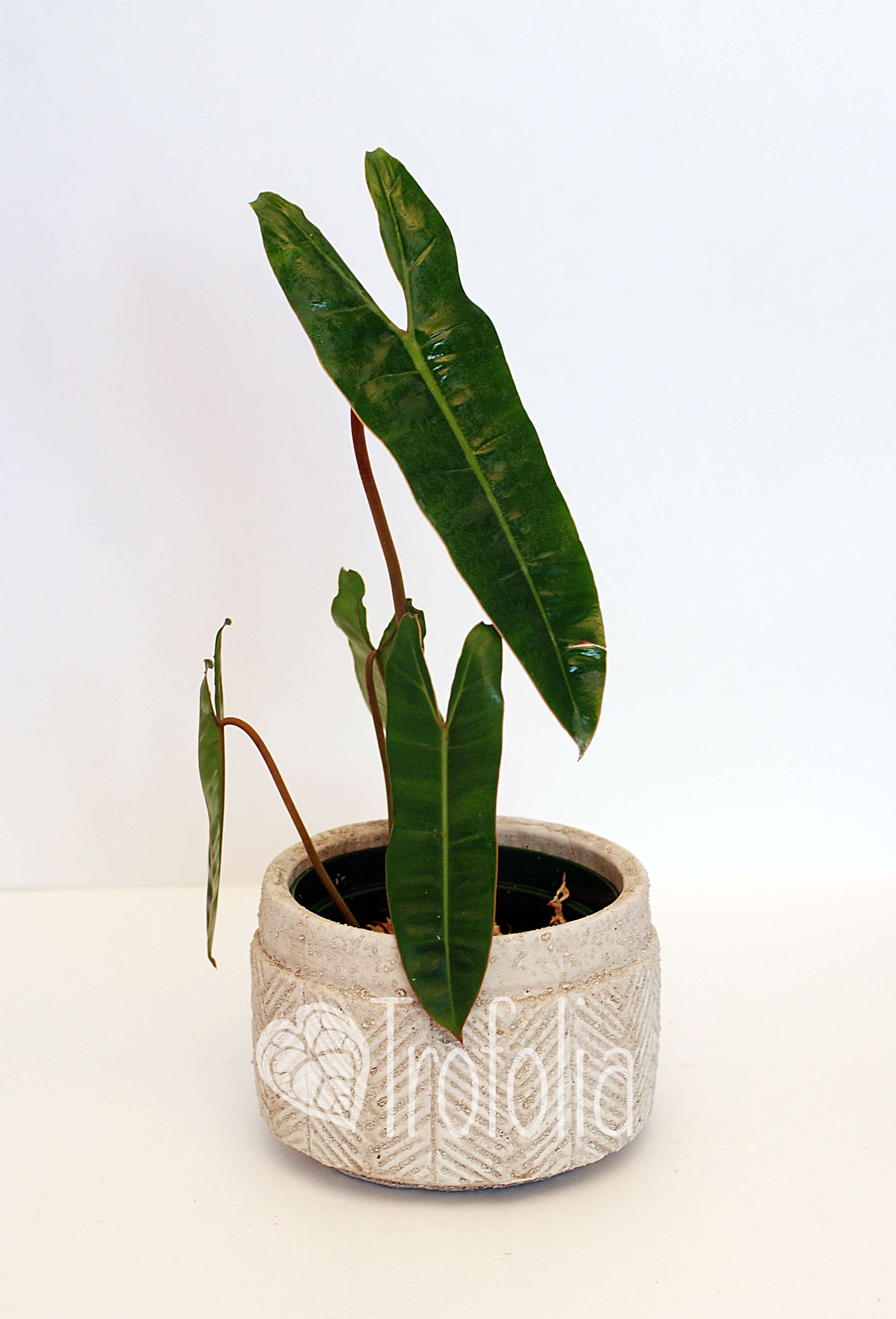 Philodendron Billietiae - Trofolia