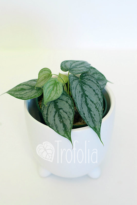 Philodendron Brandtianum - Trofolia