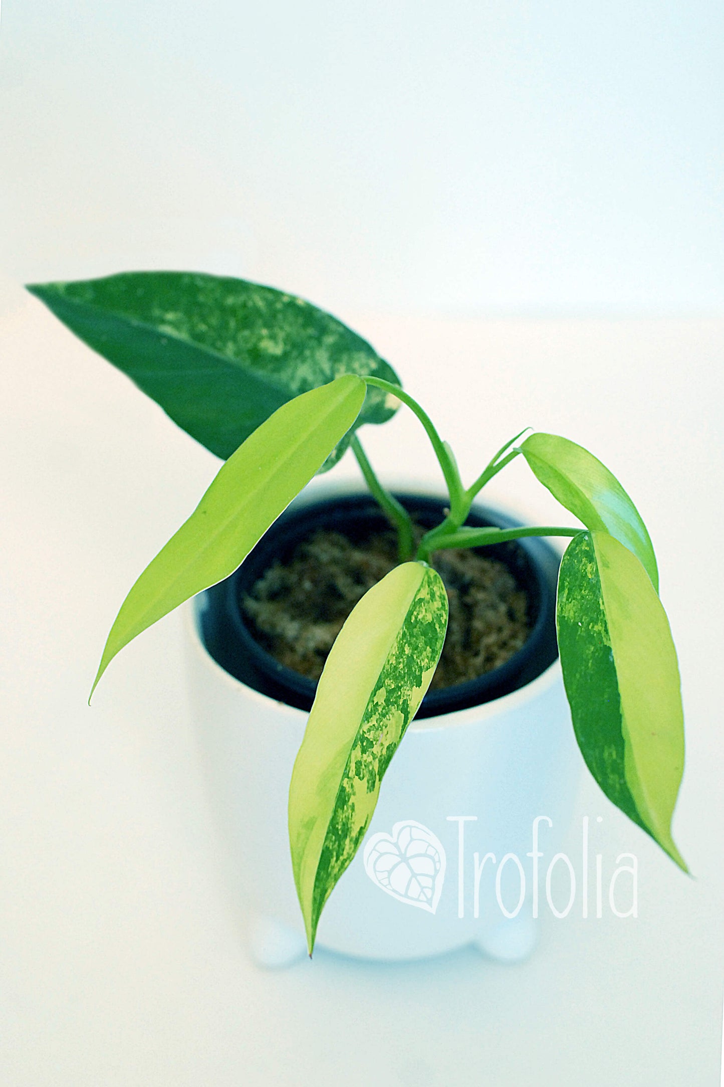 Philodendron Domesticum Variegata - Trofolia