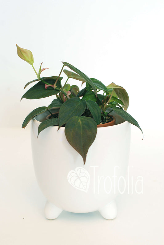 Philodendron Micans - Trofolia