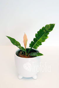 Philodendron Ring of Fire - Trofolia