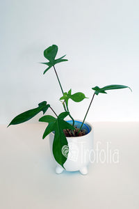 Philodendron Squamiferum / Pedatum Not Hairy (multiple sizes) - Trofolia