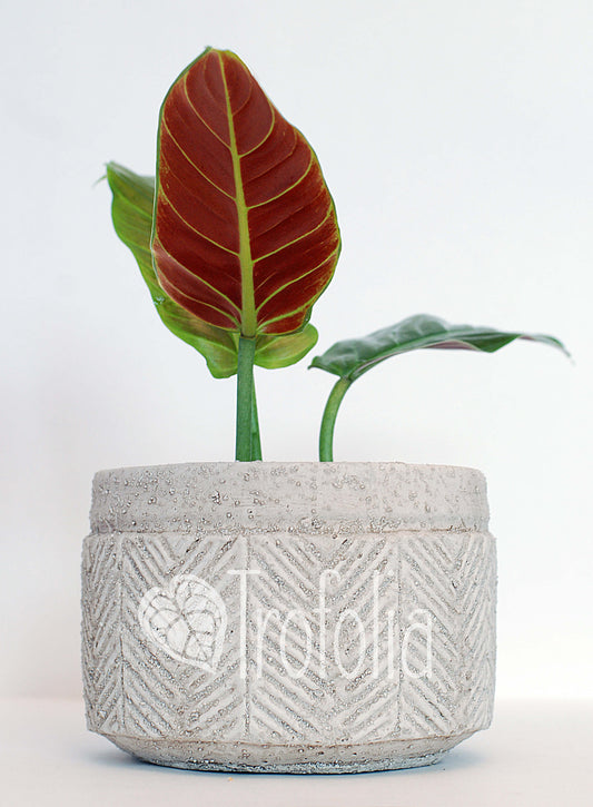Philodendron Subhastatum 'Balleroy' - Trofolia