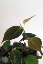 Load image into Gallery viewer, Philodendron Micans - Trofolia