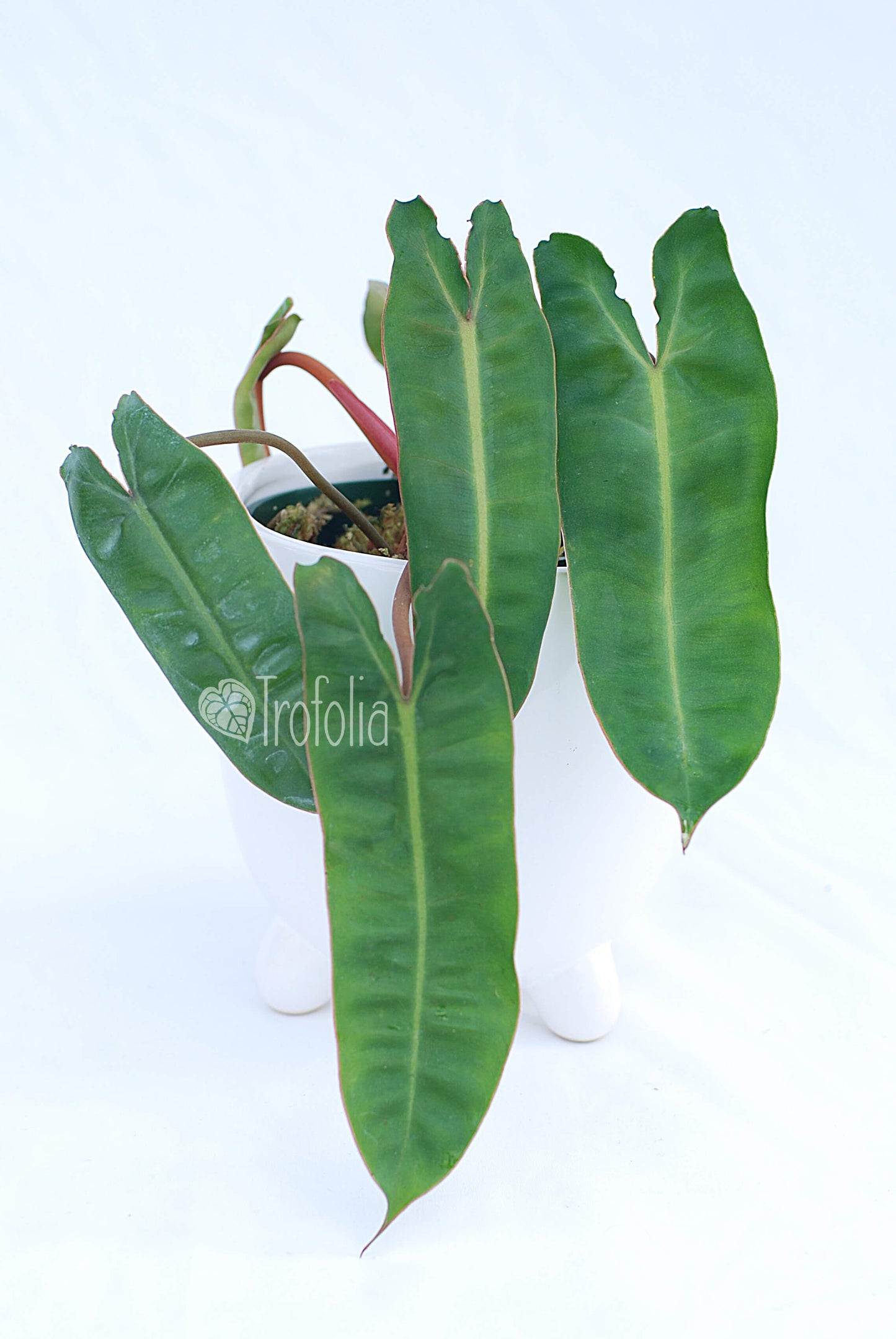 Philodendron Billietiae - Trofolia