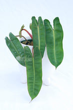 Load image into Gallery viewer, Philodendron Billietiae (multiple sizes) - Trofolia
