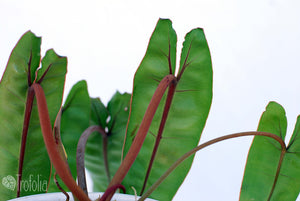 Philodendron Billietiae - Trofolia