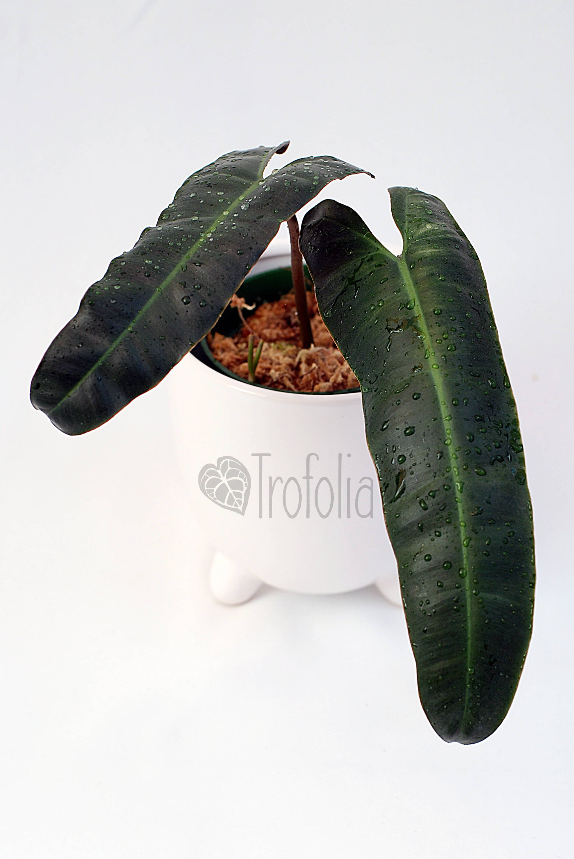 Philodendron Billietiae X Atabapoense (multiple sizes) – Trofolia