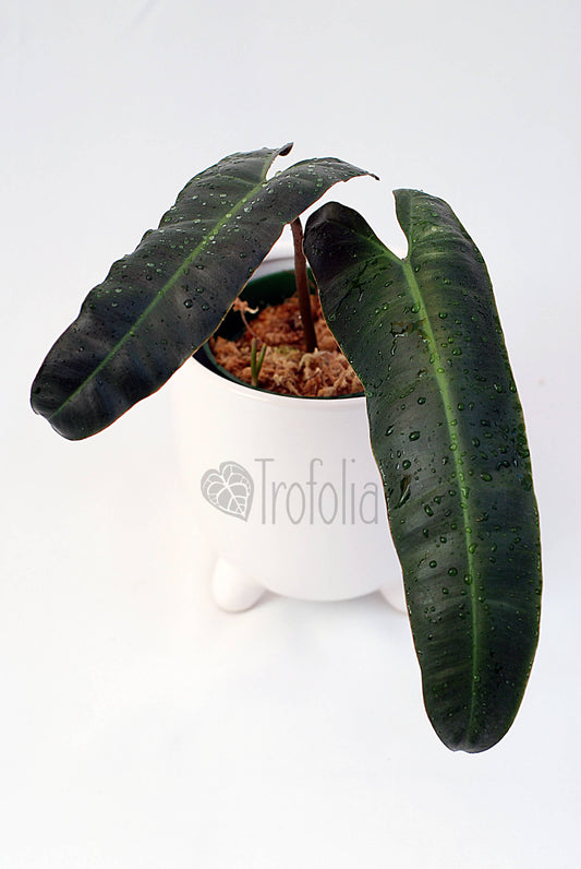 Philodendron Billietiae X Atabapoense (multiple sizes) - Trofolia