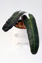 Load image into Gallery viewer, Philodendron Billietiae X Atabapoense (multiple sizes) - Trofolia