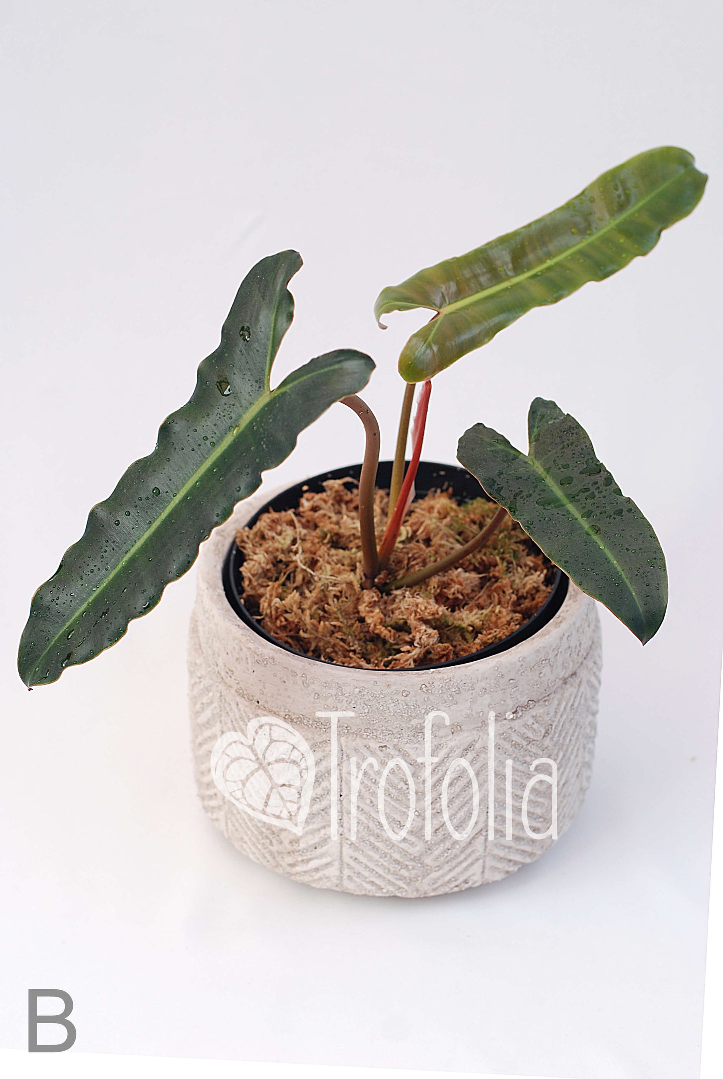 Philodendron Billietiae X Atabapoense (multiple sizes) - Trofolia