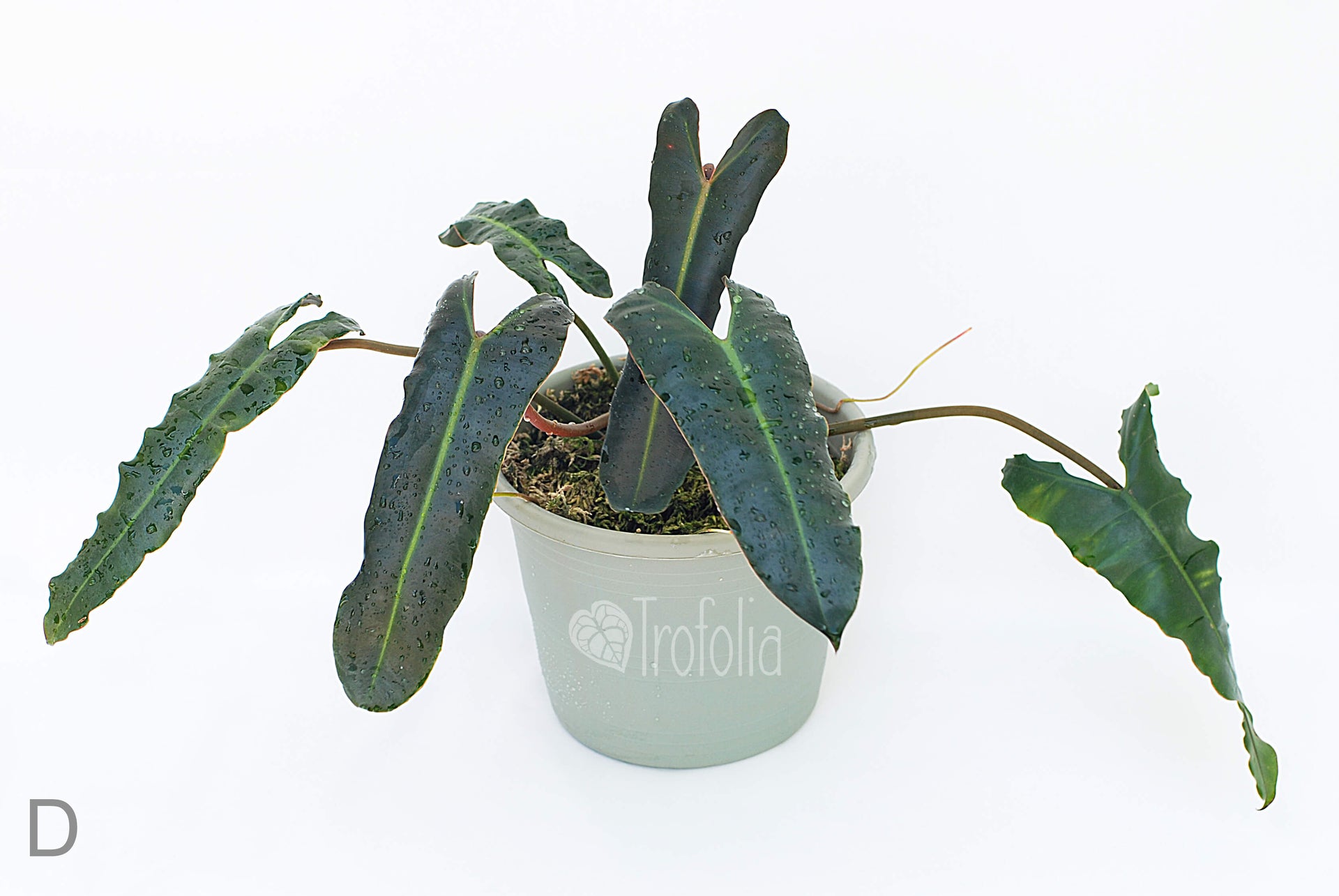 philodendron billietiae x atabapoense Philodendron Billietiae X Atabapoense (multiple sizes) – Trofolia