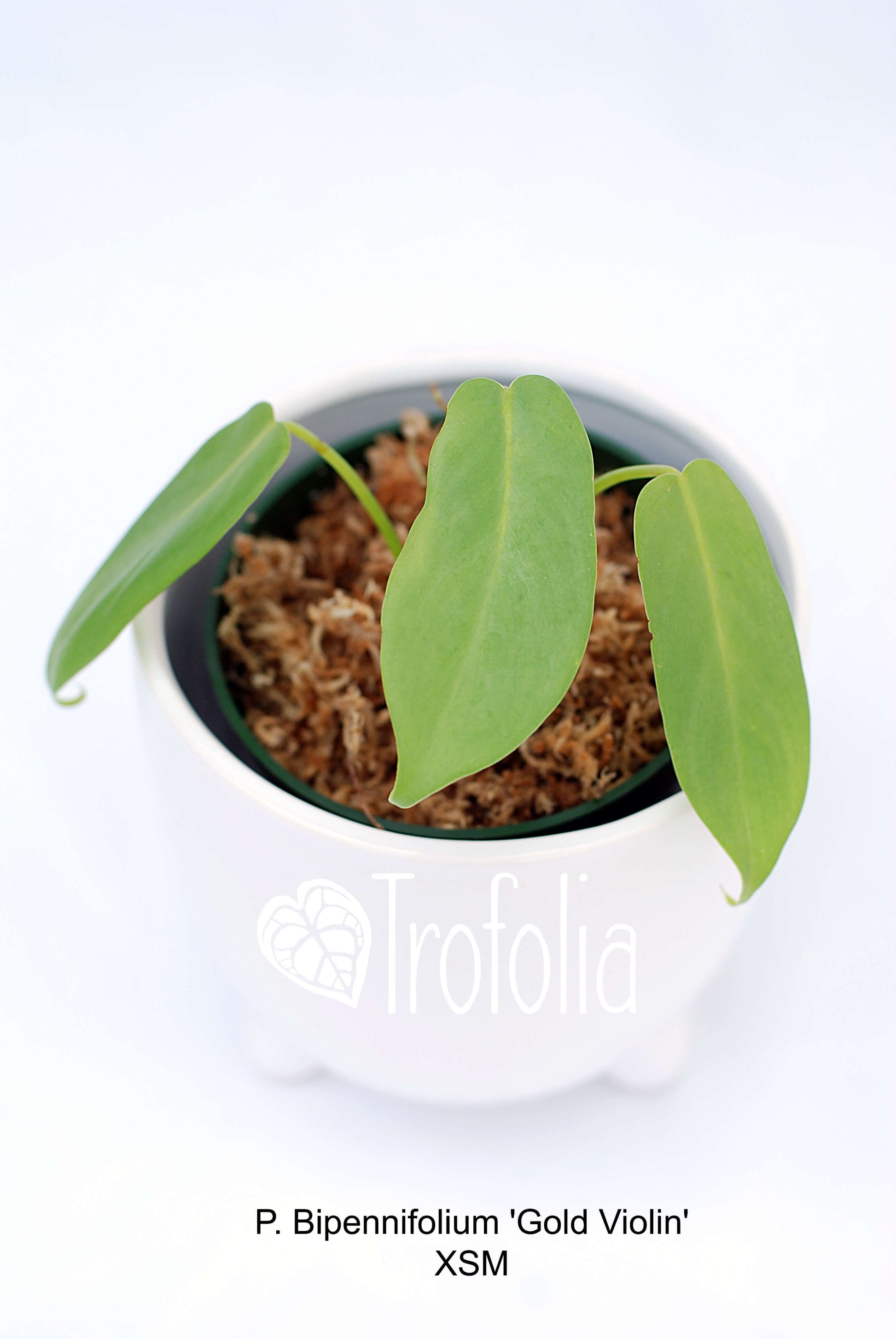 Philodendron Bipennifolium Gold Violin (multiple sizes) - Trofolia