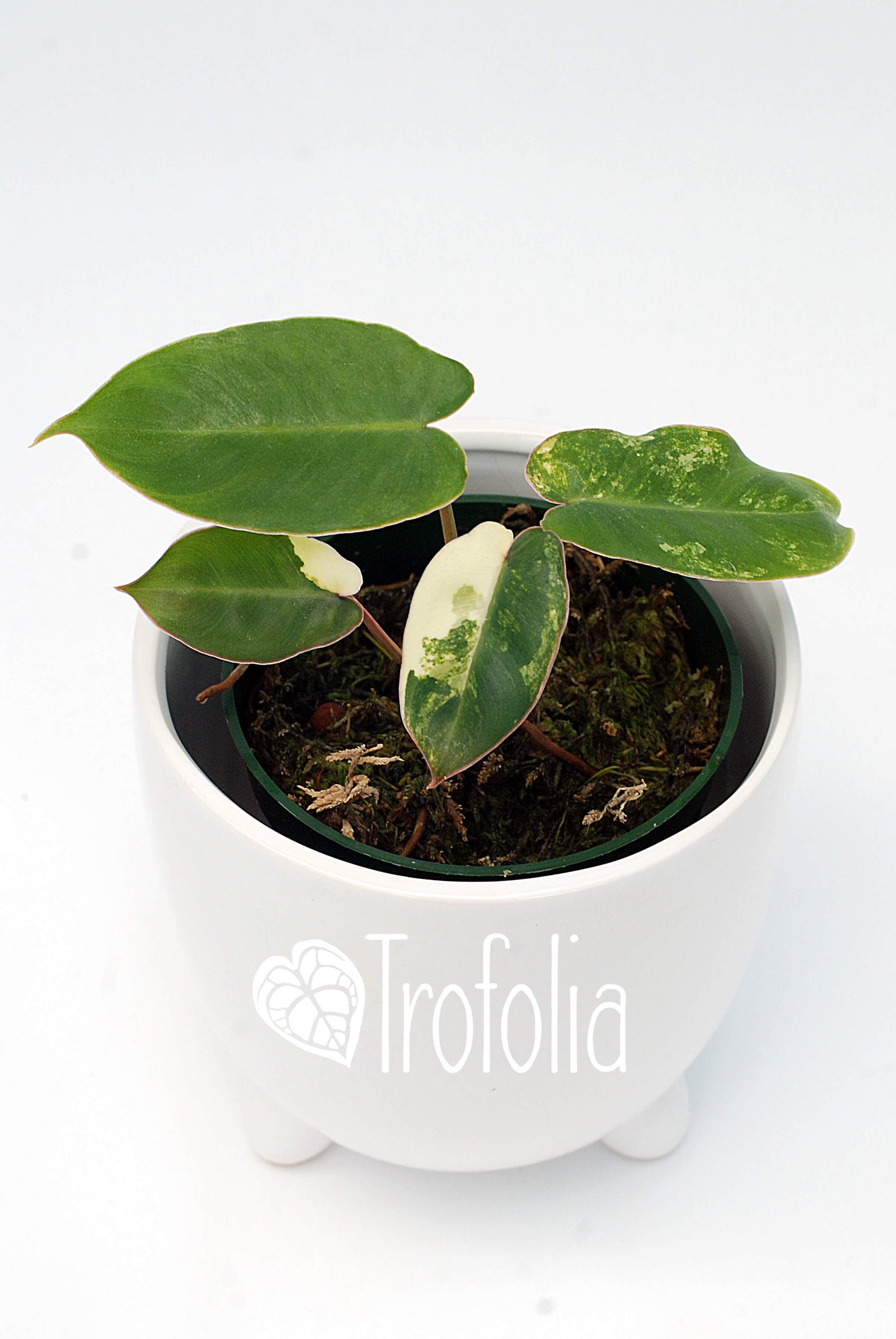 Philodendron Burle Marx Albovariegata (multiple sizes) - Trofolia