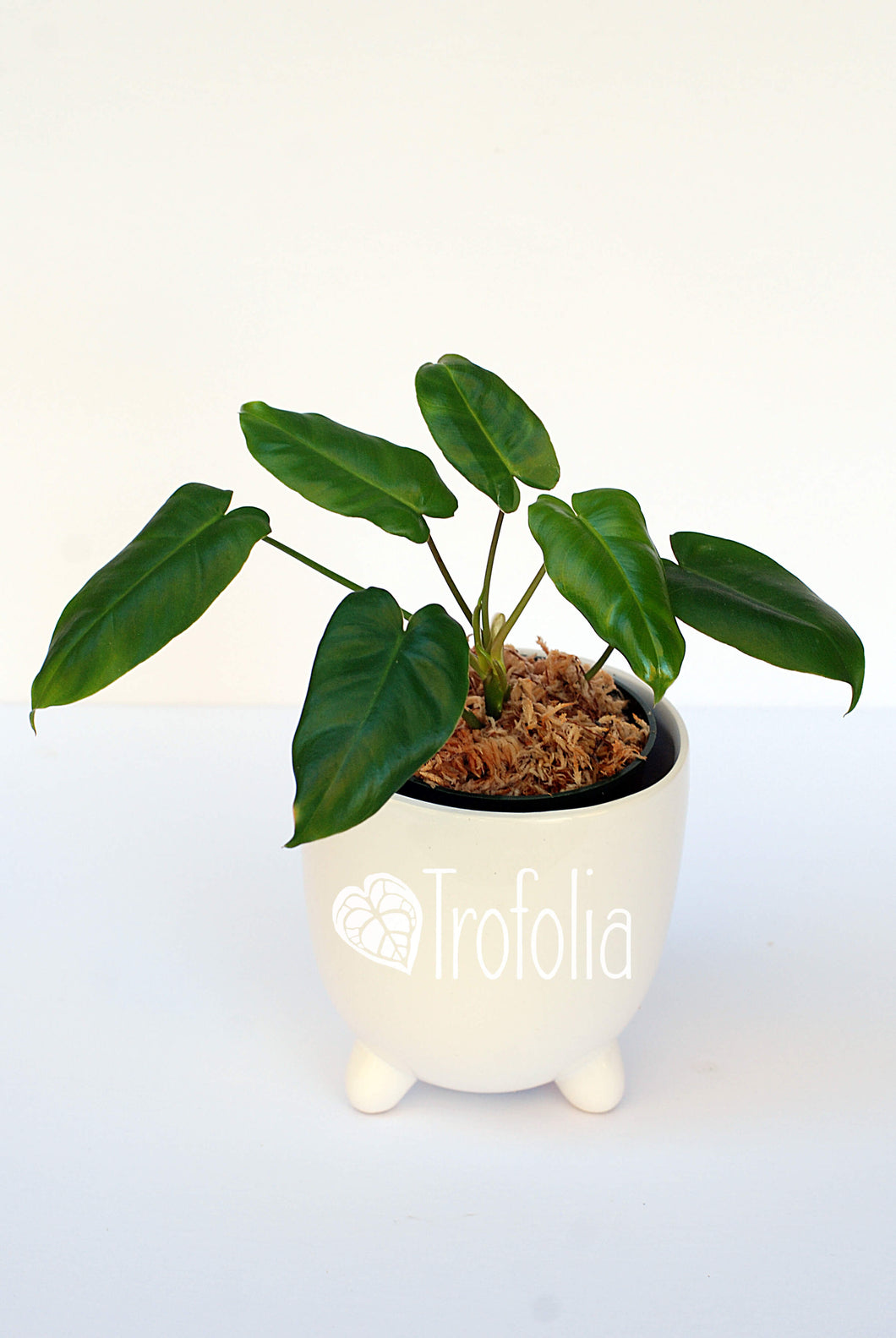 Philodendron Burle Marx  (Green) (multiple sizes) - Trofolia