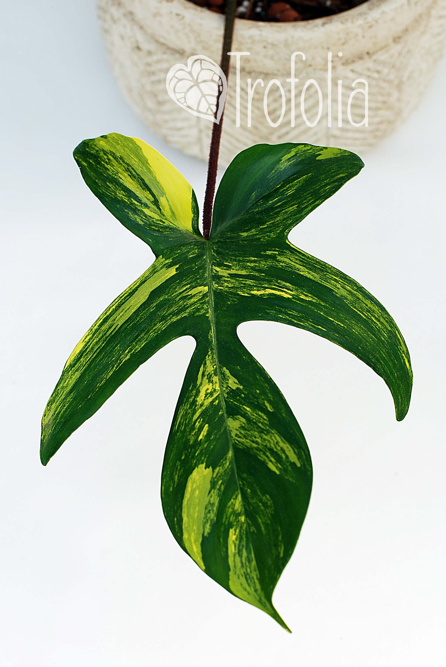 Philodendron 'Florida Beauty' A - Trofolia