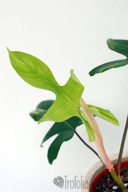 Philodendron 'Florida Beauty' A - Trofolia