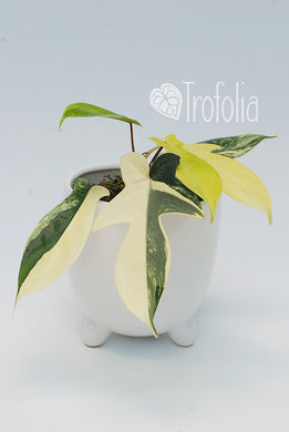 Philodendron 'Florida Beauty' B - Trofolia