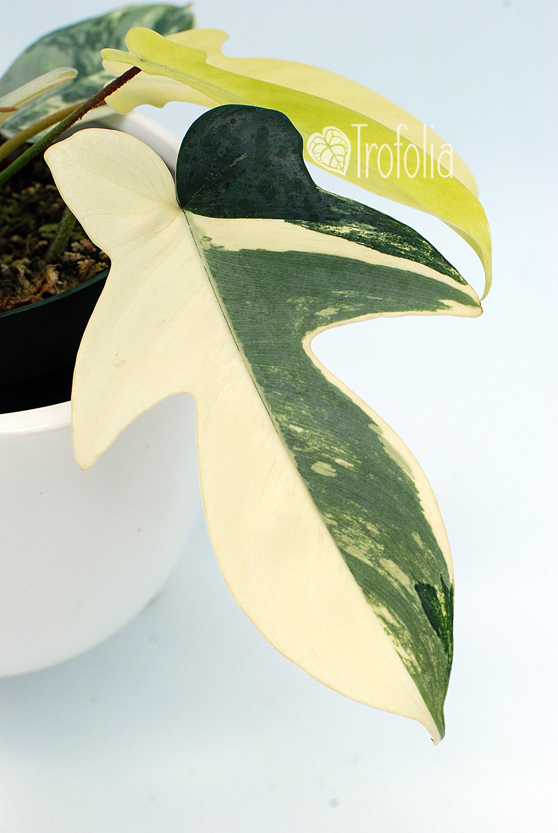 Philodendron 'Florida Beauty' B - Trofolia