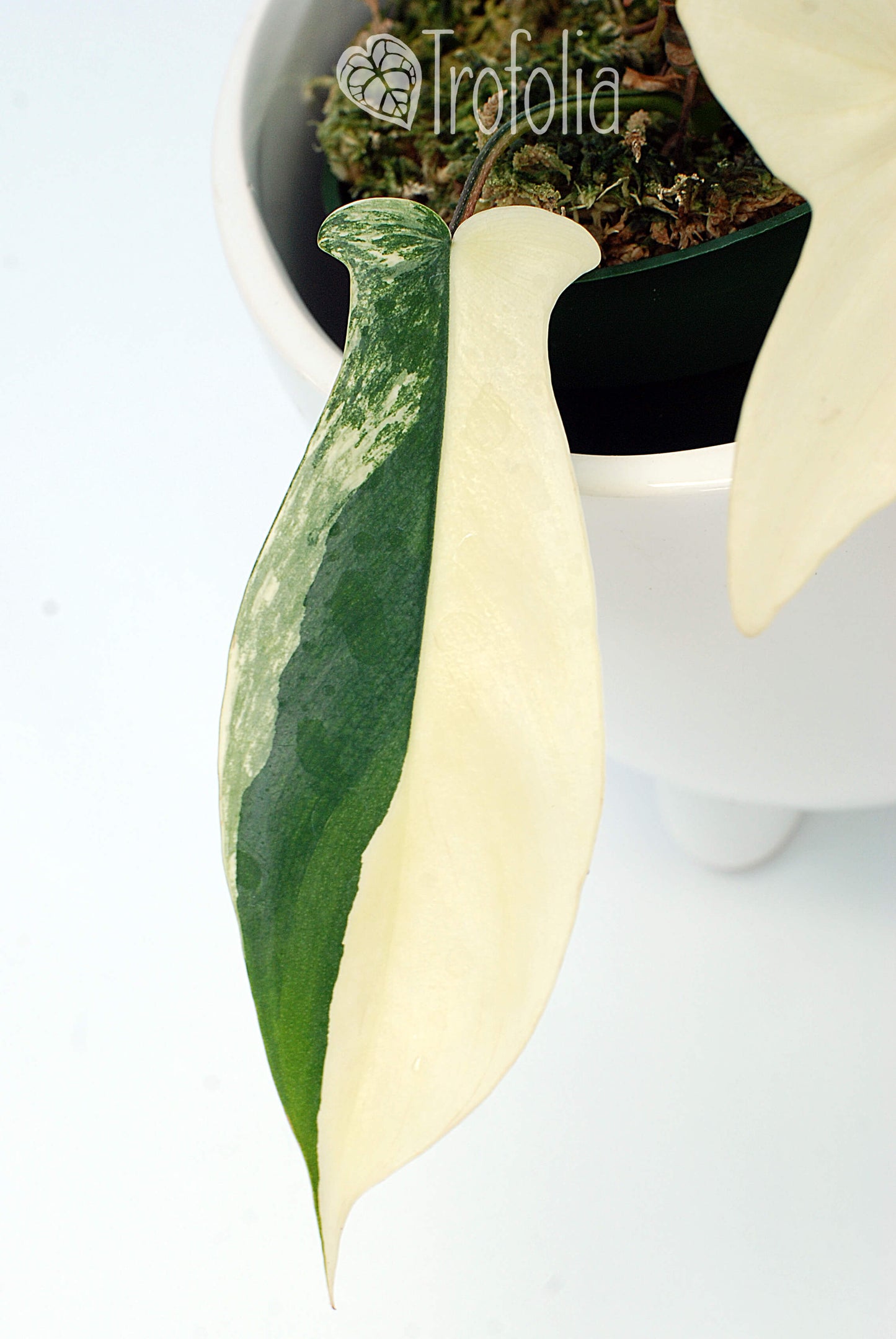 Philodendron 'Florida Beauty' B - Trofolia