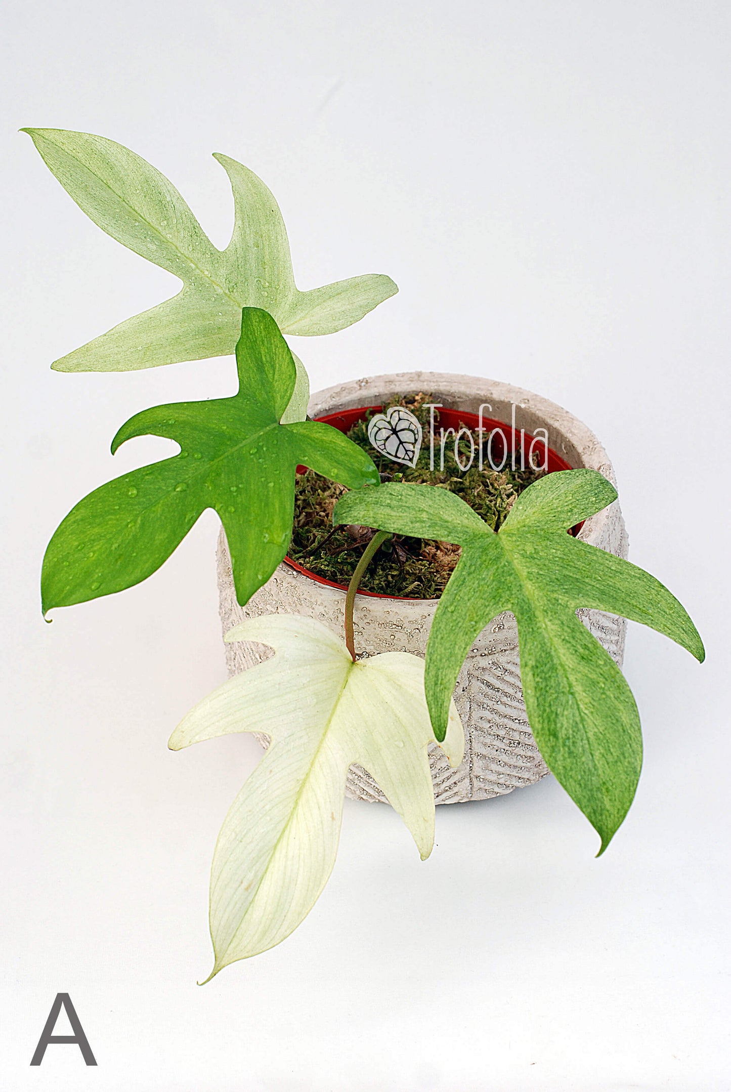 Philodendron Florida Ghost (multiple sizes) - Trofolia