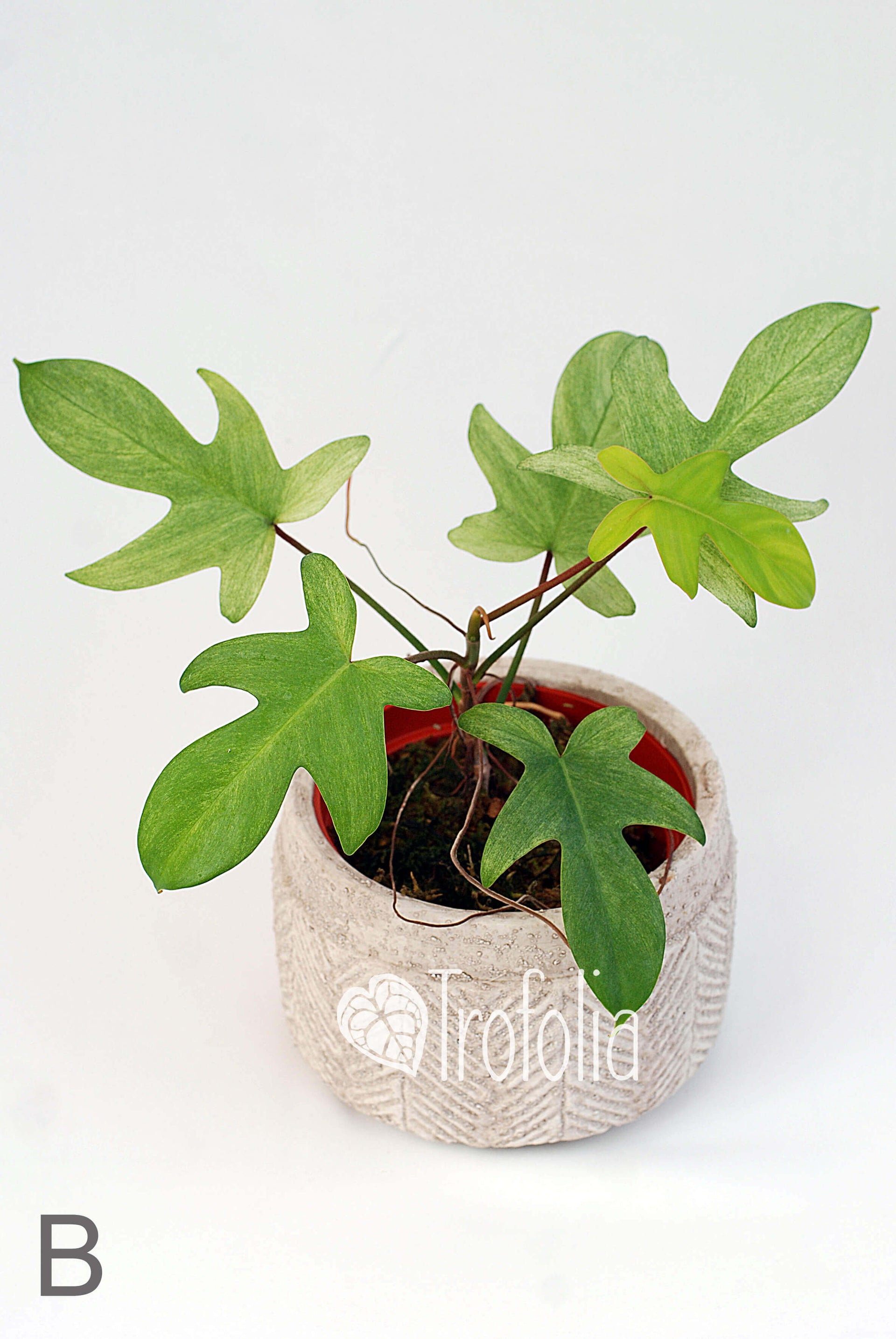 philodendron florida ghost moss pole Philodendron Florida Ghost (multiple sizes) – Trofolia